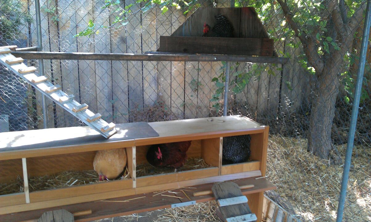 Readers show their chickens
